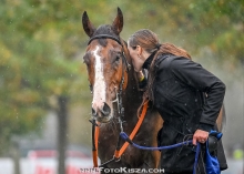 Enfield Grey(IRE)