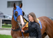 Enfield Grey(IRE)